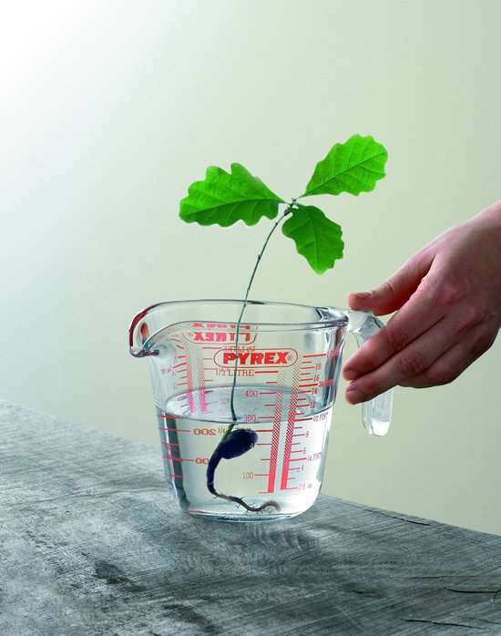 Glazen Pyrex maatbeker met rode schaalverdeling, gevuld met water waarin een eikelplantje groeit. Een hand houdt het handvat vast.