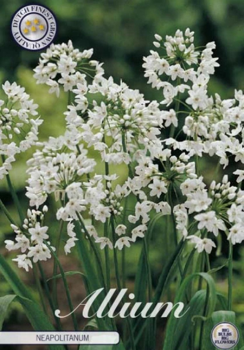 Neapolitanum Allium Bloembollen 20 stuks bolmaat 5/6
