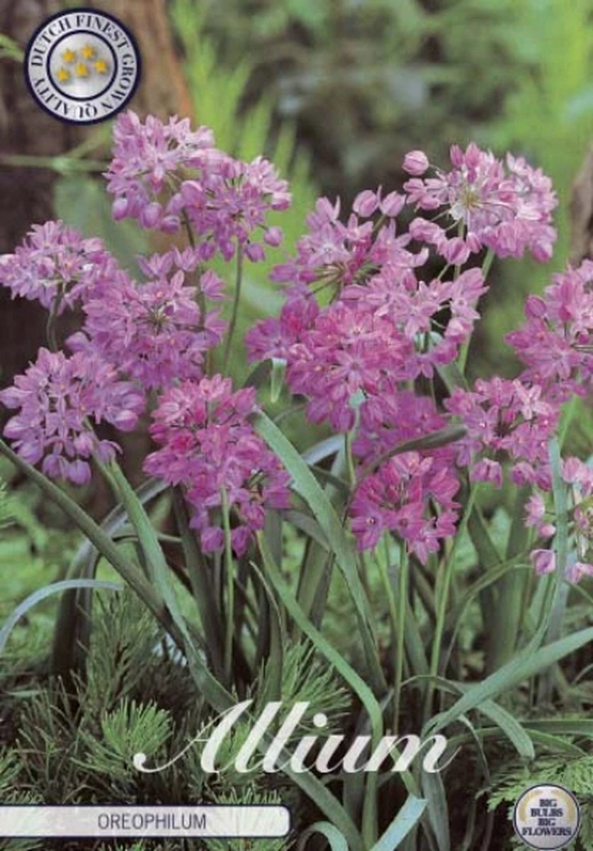 Oreophilum Allium Bloembollen 20 stuks bolmaat 5/6