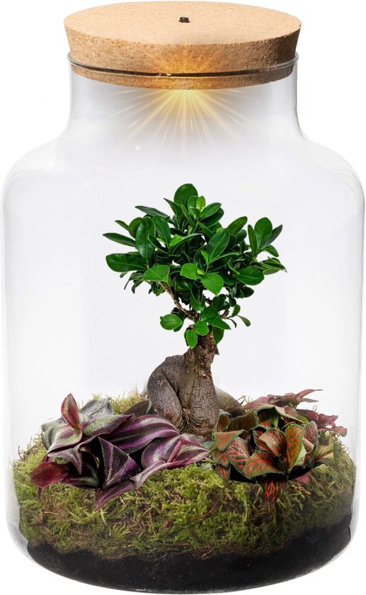 Foto: Vdvelde com ecosysteem plant met lamp ecoworld bonsai boom biosphere planten terrarium 1 bonsai boompje en 2 gekleurde terrarium planten basic glas xl 22 cm hoogte 33 cm