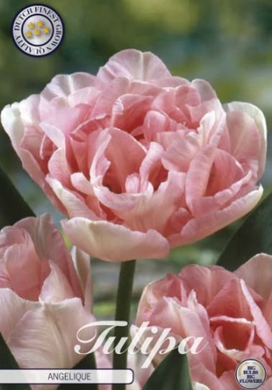 Bloembollen - Tulp Blueberry Mix - Diversen Kleuren - 12 Stuks Bolmaat 11 12 Xxl Pack Bloembollen - Tulp Blueberry Mix - Diversen Kleuren - 12 Stuks Bolmaat 11 12 Xxl Pack