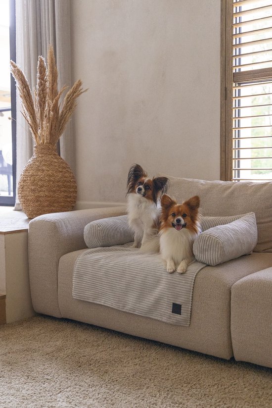 Twee papillon hondjes zitten op een lichtgrijs gestreept kleed op een beige bank. Het kleed ligt tussen twee ronde, geribde kussens.