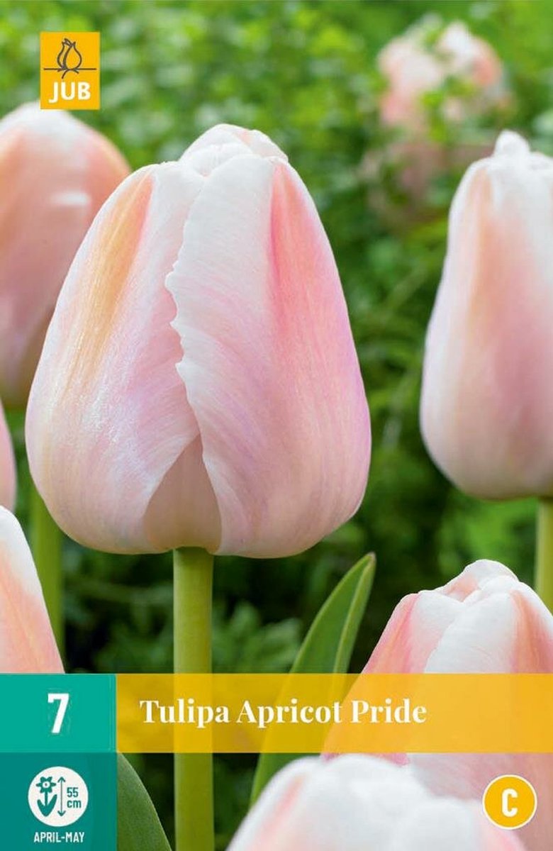 JUB - Tulipa apricot pride