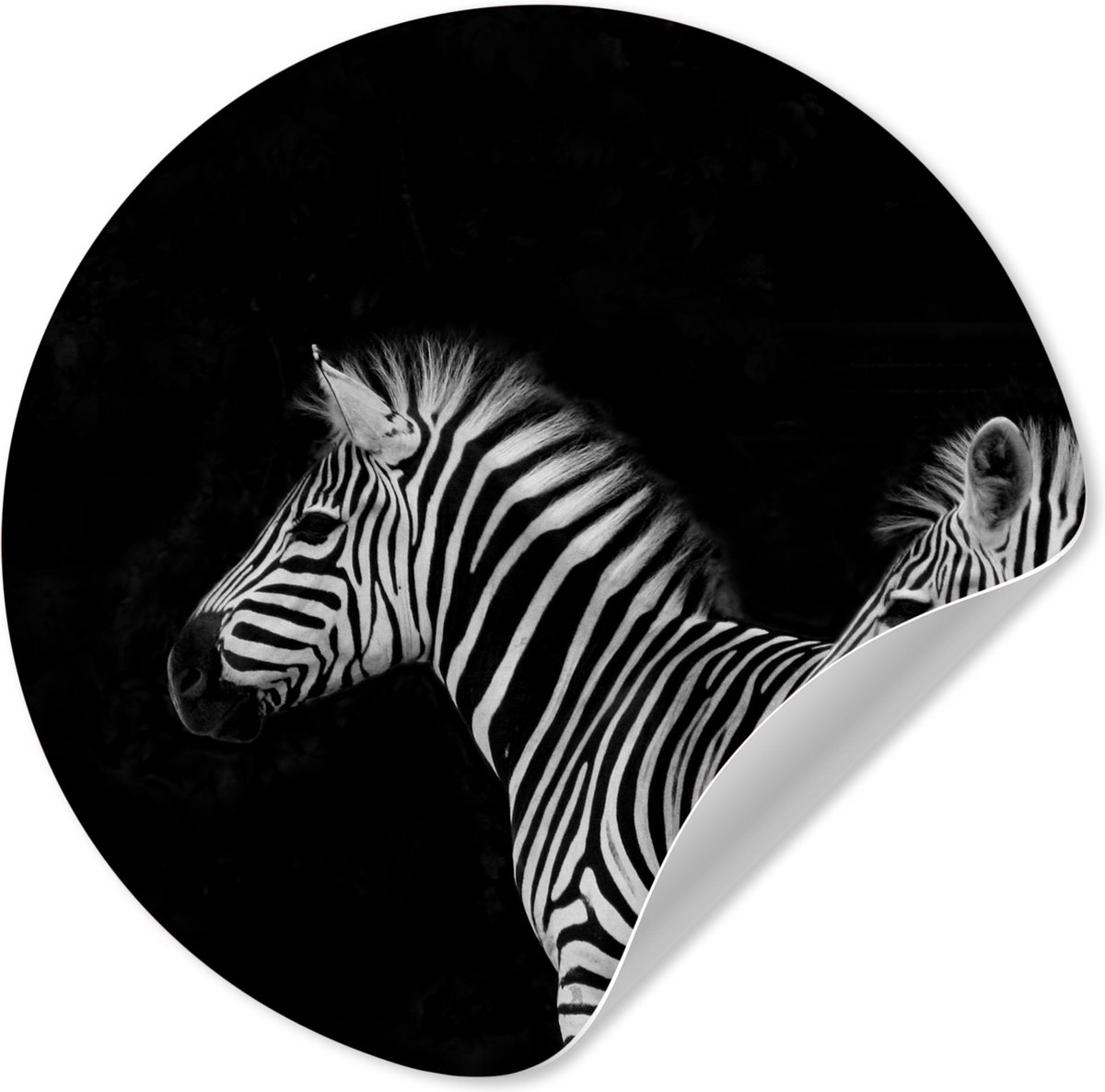 WallCircle® - Behangcirkel 80x80 cm - Muurstickers Inductie beschermer - Zebra - Zwart wit
