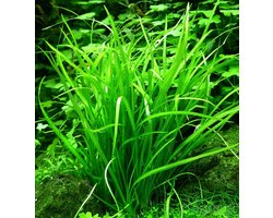 Easy Grow Helanthium Tenellum | in vitro cup