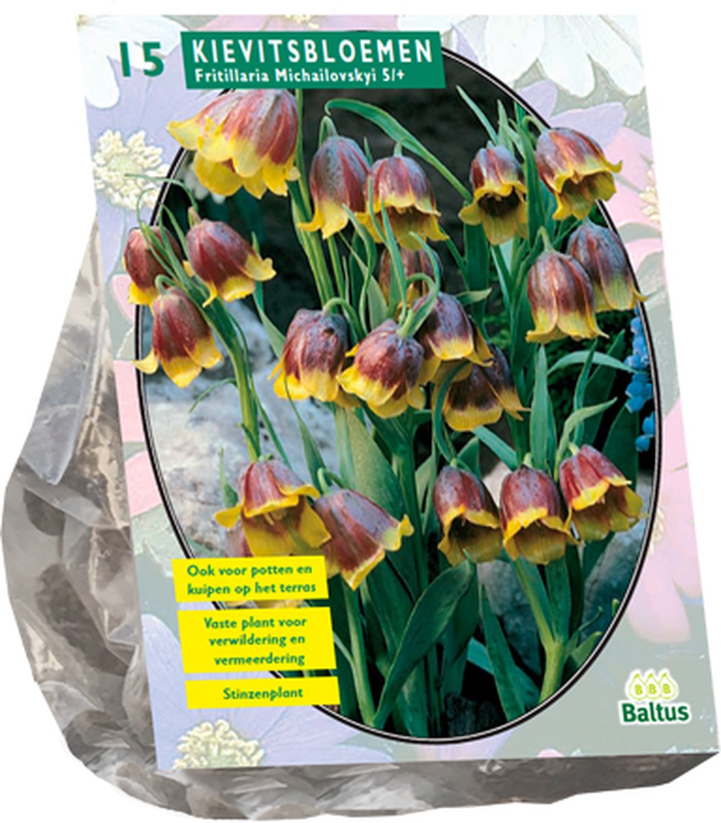 Fritillaria Michailovski - 15 stuks
