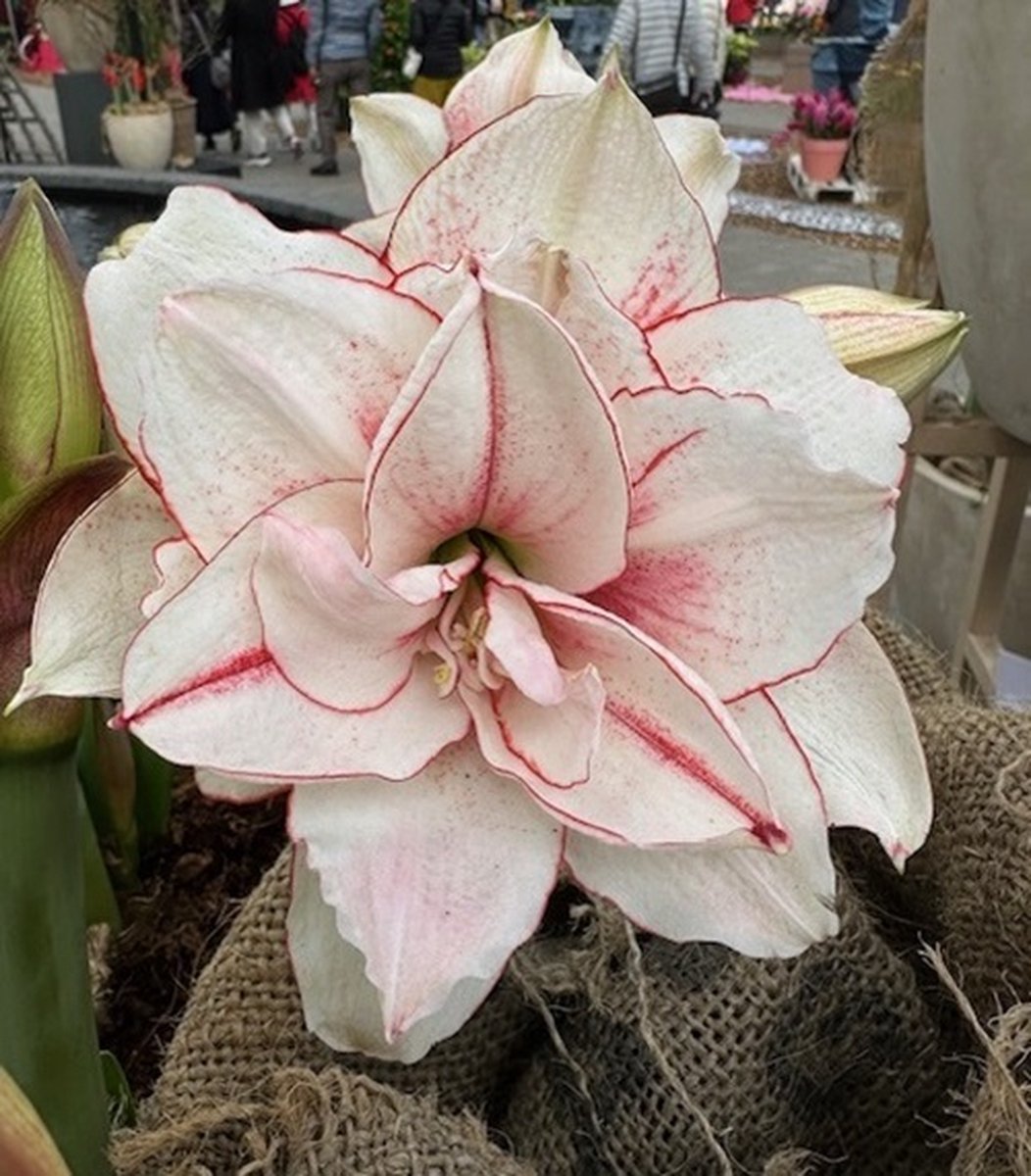 Amaryllis Elvas | 1 stuk | Amaryllisbol | Hippeastrum