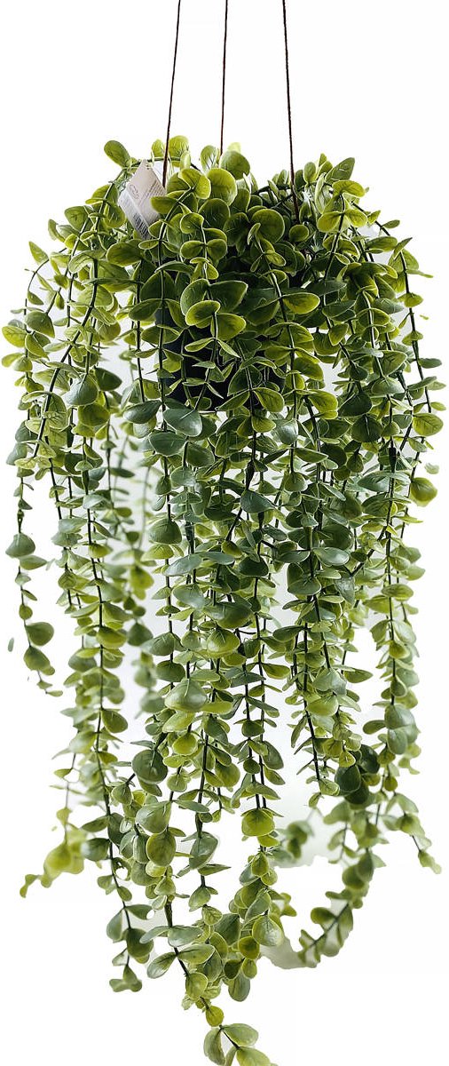 Home & Styling Collection Kunstmatige hangende plant SENECIO, 60 cm groente