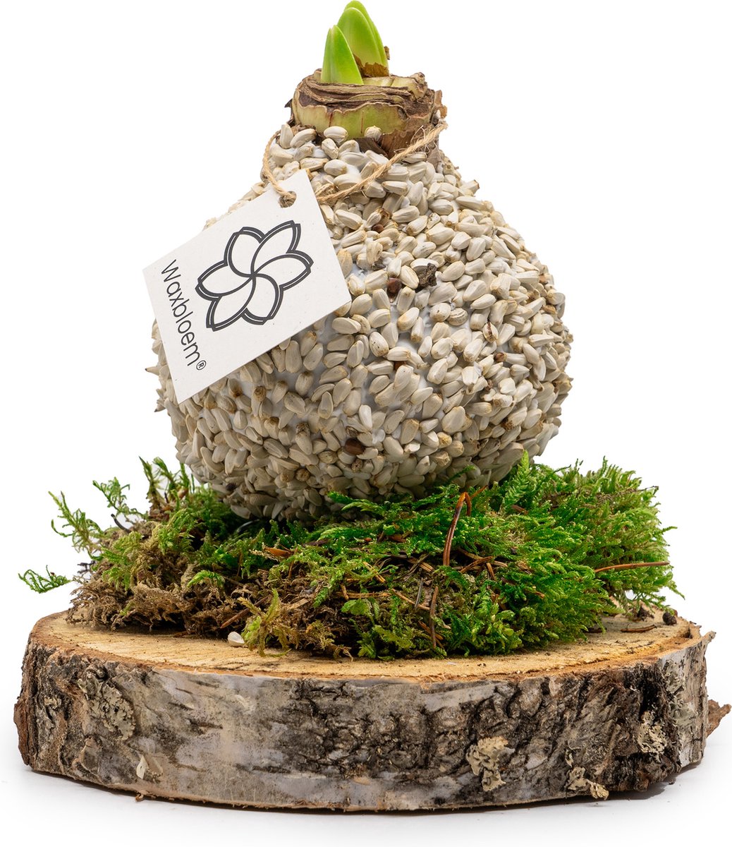 Waxbloem® | Wax Amaryllis | Natuur | Wit | Op houten schijf met mos