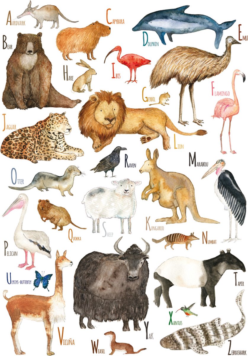 Dieren ABC (EN) | Voor Baby- & Kinderkamer | Geproduceerd in NL | Eigen Ontwerp | Hartendief Design