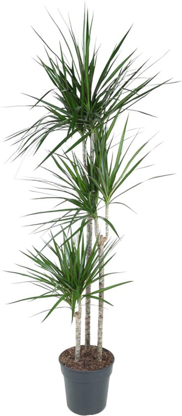 Dracaena Marginata 160 cm - Sierlijke Rode Rand Plant Binnen