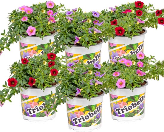 Bloomique - Mix van 6 - Calibrachoa - Kleinbloemige Petunia - Kleurenmix - Perkplanten - Tuinplanten - Hoogte 15-20 cm - Pot 10,5 cm
