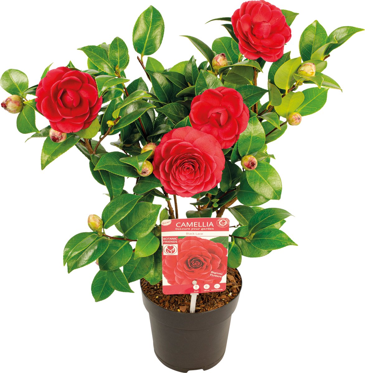 Bloomique - Camellia Japonica Black Lace - Japanse Roos - Rood - Tuinplanten - Groenblijvend - Winterhard - Hoogte 40-60 cm - Pot 15 cm
