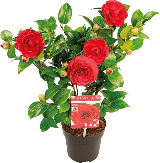 Een pot met rode camellia bloemen, groene bladeren en bloemknoppen. Het label vermeldt 'Camellia Black Lace'.