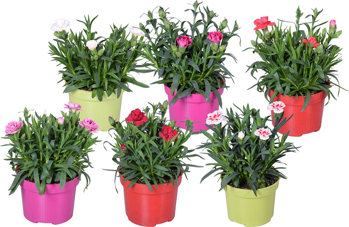 6x Perkgoed Mix - Diverse perkplanten - Eénjarig - Kleurenmix - ⌀10,5