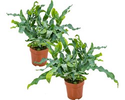 Bloomique - Set van 2 - Phlebodium Blue Star - Blauwvaren - Kamerplanten - Luchtzuiverend - Diervriendelijk - Hoogte 20-30 cm - Pot 12 cm