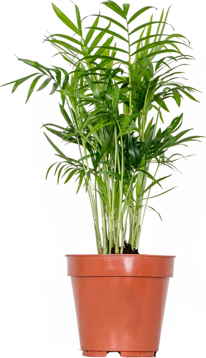 Chamaedorea Elegans – Mexicaanse Dwergpalm – ⌀12 Cm - ↕35-45 Cm