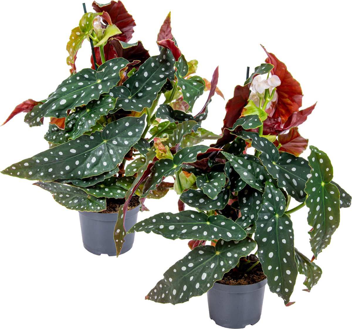 Bloomique - Set van 2 - Begonia Maculata - Stippenbegonia - Kamerplanten - Luchtzuiverend - Hoogte 20-30 cm - Pot 12 cm
