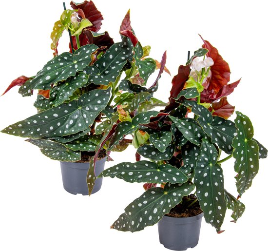 Bloomique - Set van 2 - Begonia Maculata - Stippenbegonia - Kamerplanten - Luchtzuiverend - Hoogte 20-30 cm - Pot 12 cm