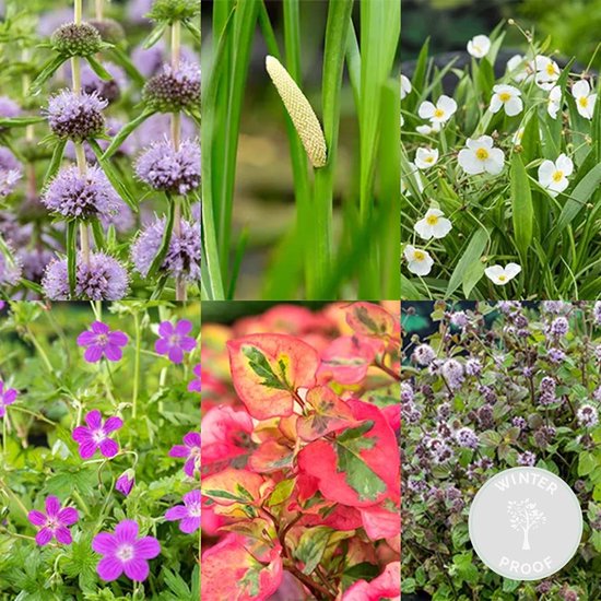 Bloomique - Set van 6 - Geurende Vijverplanten - Acorus - Geranium - Houttuynia - Mentha - Preslia - Zantedeschia - Vijverzone 1-2 - 15-25 cm Hoog - Pot 9 cm