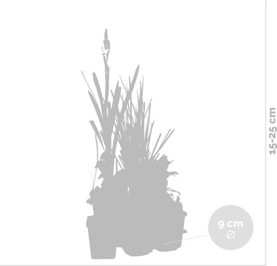 Silhouet van een set vijverplanten in potten, hoogte 15-25 cm, potdiameter 9 cm.
