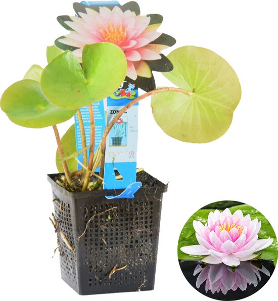 Een roze waterlelie in een zwarte pot, met groene bladeren en een informatief label.