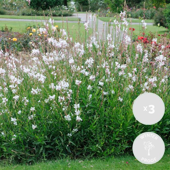 Een volle struik met talloze kleine witte bloemen en groene bladeren. Twee ronde stickers met 'x3' en 'WINTER PROOF'.