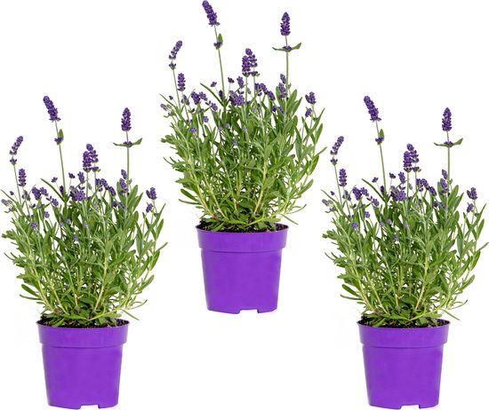 3x Lavandula angustifolia 'Ardèche Blue'