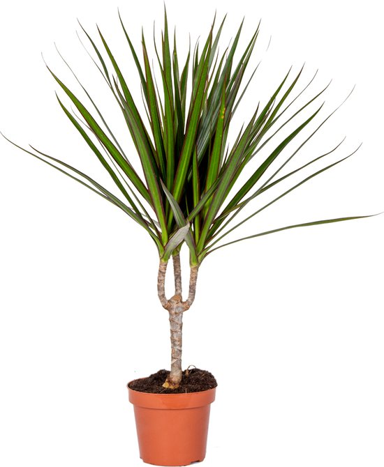 Bloomique - Dracaena Marginata - Drakenbloedboom - Kamerplanten - Luchtzuiverend - Zeer Gemakkelijk Te Verzorgen - Hoogte 30-40 cm - Pot 12 cm
