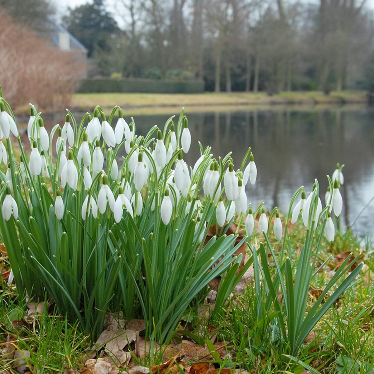 Galanthus Nivalis - Sneeuwklokje | 15 stuks | Wit | verwilderend