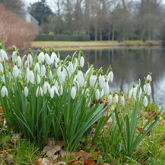 Galanthus Nivalis - Sneeuwklokje | 15 stuks | 15 stuks | Wit