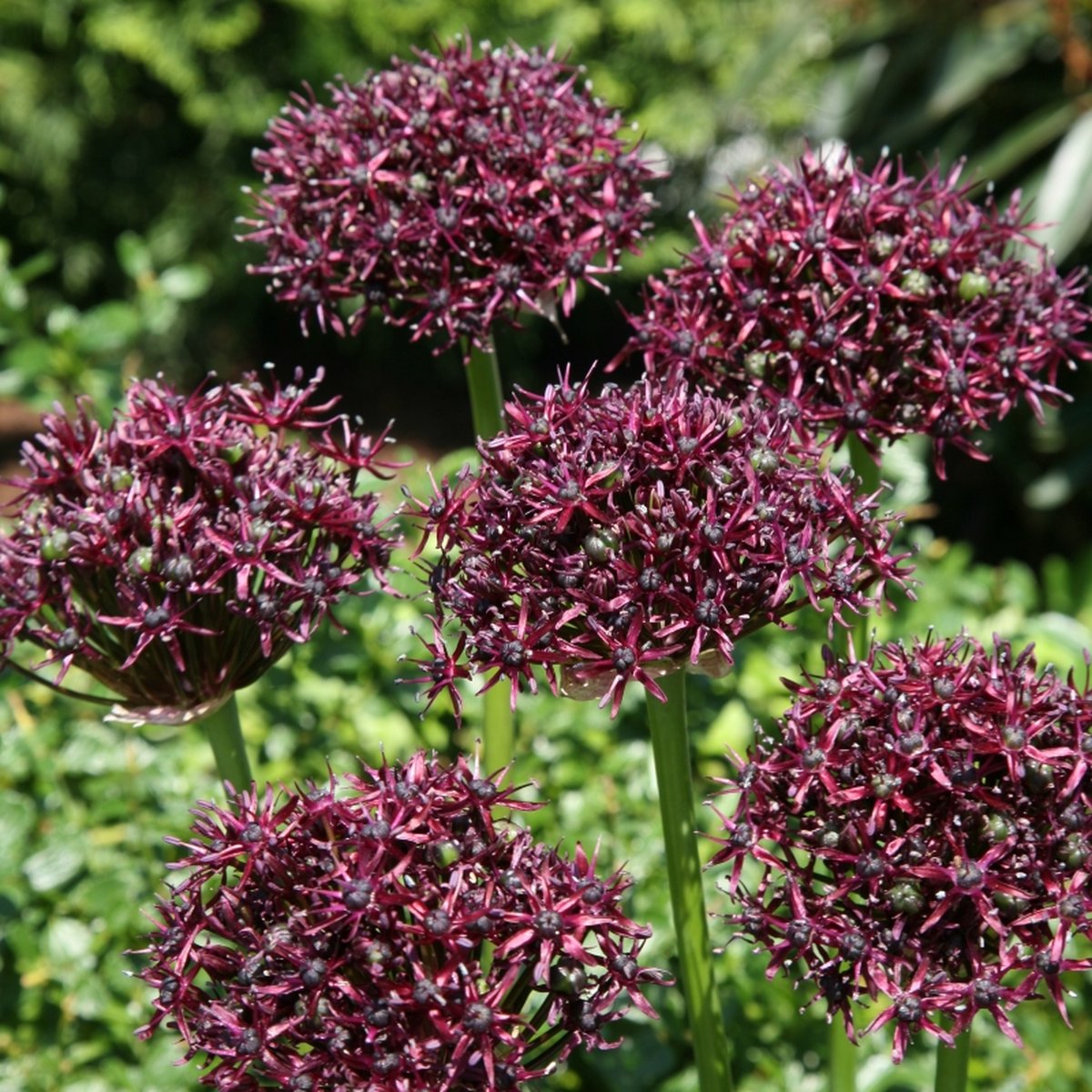 Allium atropurpureum | 3 stuks | Rood | Paars | Sierui Bollen