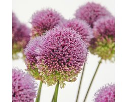 Allium sphaerocephalon | 25 stuks | Paars | Sierui Bollen