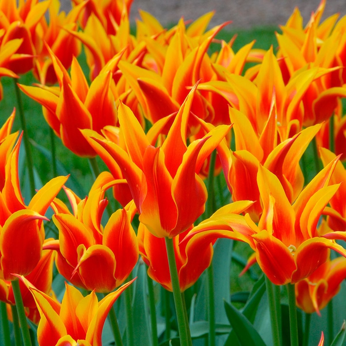 Tulp Fly Away | 10 stuks | Leliebloemig | Geel | Rood | Tulpenbollen