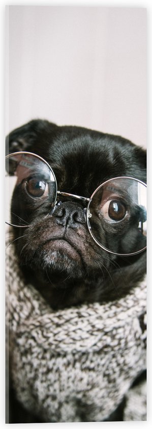 WallClassics - Acrylglas - Zwarte Hond met Bril en Trui - 20x60 cm Foto op Acrylglas (Wanddecoratie op Acrylaat)