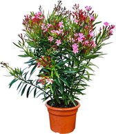 Oleander - Roze Oleander - Nerium Oleander - Roze - Pot ⌀ 27cm - Hoogte  100-120cm