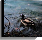 WallClassics - Canvas  - Eendje Zwemmend in het Water - 30x30 cm Foto op Canvas Schilderij (Wanddecoratie op Canvas)