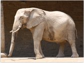 WallClassics - Poster Glossy – Savannah Elephant at a Wall - 40x30 cm Photo sur Papier Poster avec Finition Brillante