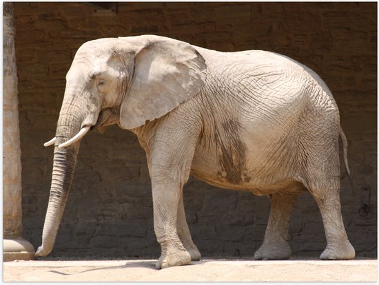 WallClassics - Poster Glossy – Savannah Elephant at a Wall - 40x30 cm Photo sur Papier Poster avec Finition Brillante