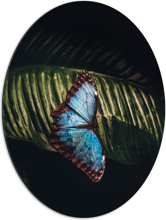 WallClassics - Dibond Ovaal - Blauw met Zwarte Vlinder op Groen Blaadje - 51x68 cm Foto op Ovaal (Met Ophangsysteem)