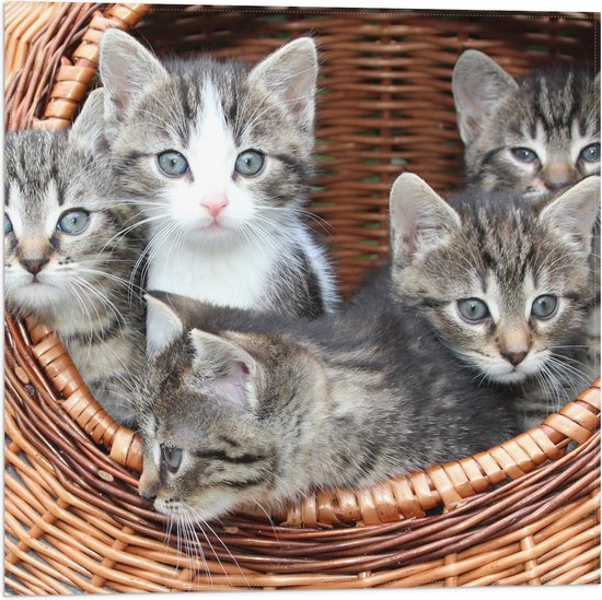 WallClassics - Vlag - Kittens in een Mand - 50x50 cm Foto op Polyester Vlag