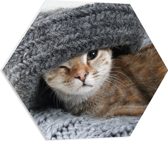 WallClassics - PVC Schuimplaat Hexagon  - Kitten met een Wollen Muts - 60x52.2 cm Foto op Hexagon (Met Ophangsysteem)