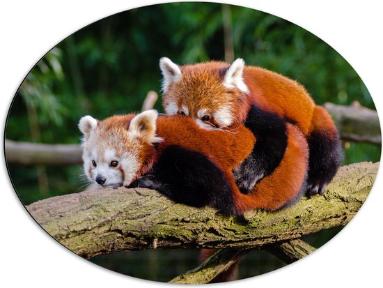 WallClassics - Dibond Ovaal - Knuffelende Rode Panda's - 80x60 cm Foto op Ovaal (Met Ophangsysteem)