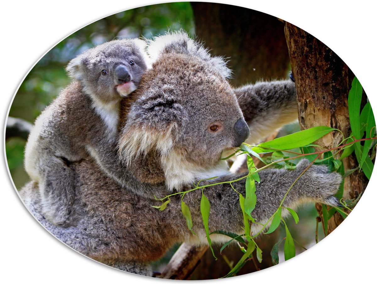 PVC Schuimplaat Ovaal - Koala met Baby op de Rug - 68x51 cm Foto op Ovaal (Met Ophangsysteem)
