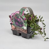 2x6 stuks (12 planten) in 6-Pack concept - Vinca minor 'Atropurpurea' - Bodembedekker - Vaste plant - Tuinplant - Winterhard - Groenblijvend - Groen - Maagdenpalm - Kleine maagdenpalm