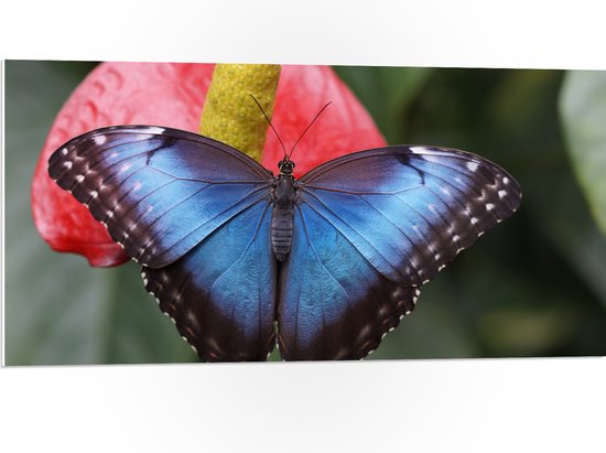 WallClassics - PVC Schuimplaat - Blauw Zwarte Vlinder op Rode Bloem - 100x50 cm Foto op PVC Schuimplaat (Met Ophangsysteem)