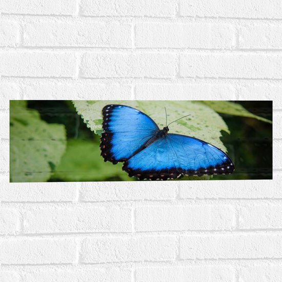 WallClassics - Muursticker - Blauw met Zwarte Vlinder - 60x20 cm Foto op Muursticker
