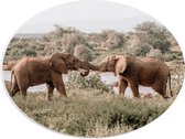 WallClassics - PVC Schuimplaat Ovaal - Begroeting van Afrikaanse Olifanten - 40x30 cm Foto op Ovaal  (Met Ophangsysteem)