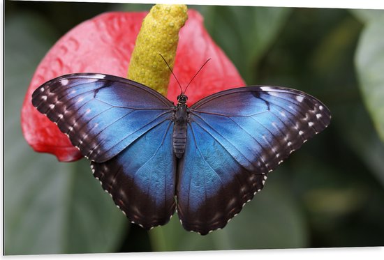 WallClassics - Dibond - Blauw Zwarte Vlinder op Rode Bloem - 105x70 cm Foto op Aluminium (Met Ophangsysteem)