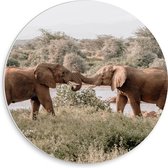 WallClassics - PVC Schuimplaat Muurcirkel - Begroeting van Afrikaanse Olifanten - 30x30 cm Foto op Muurcirkel (met ophangsysteem)